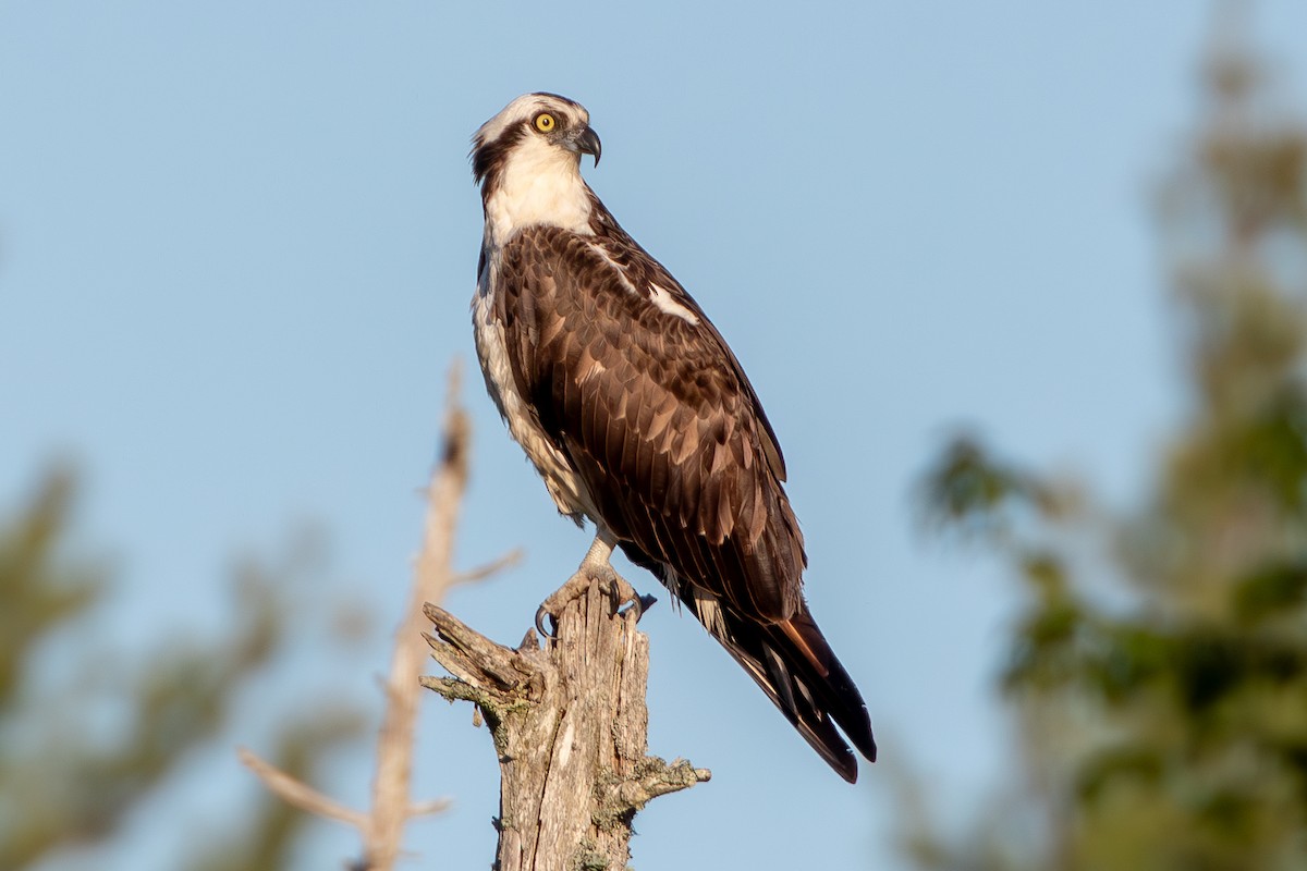 Águila Pescadora - ML619892613