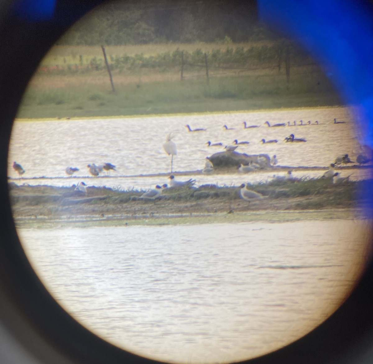 Eurasian Spoonbill - ML619892622