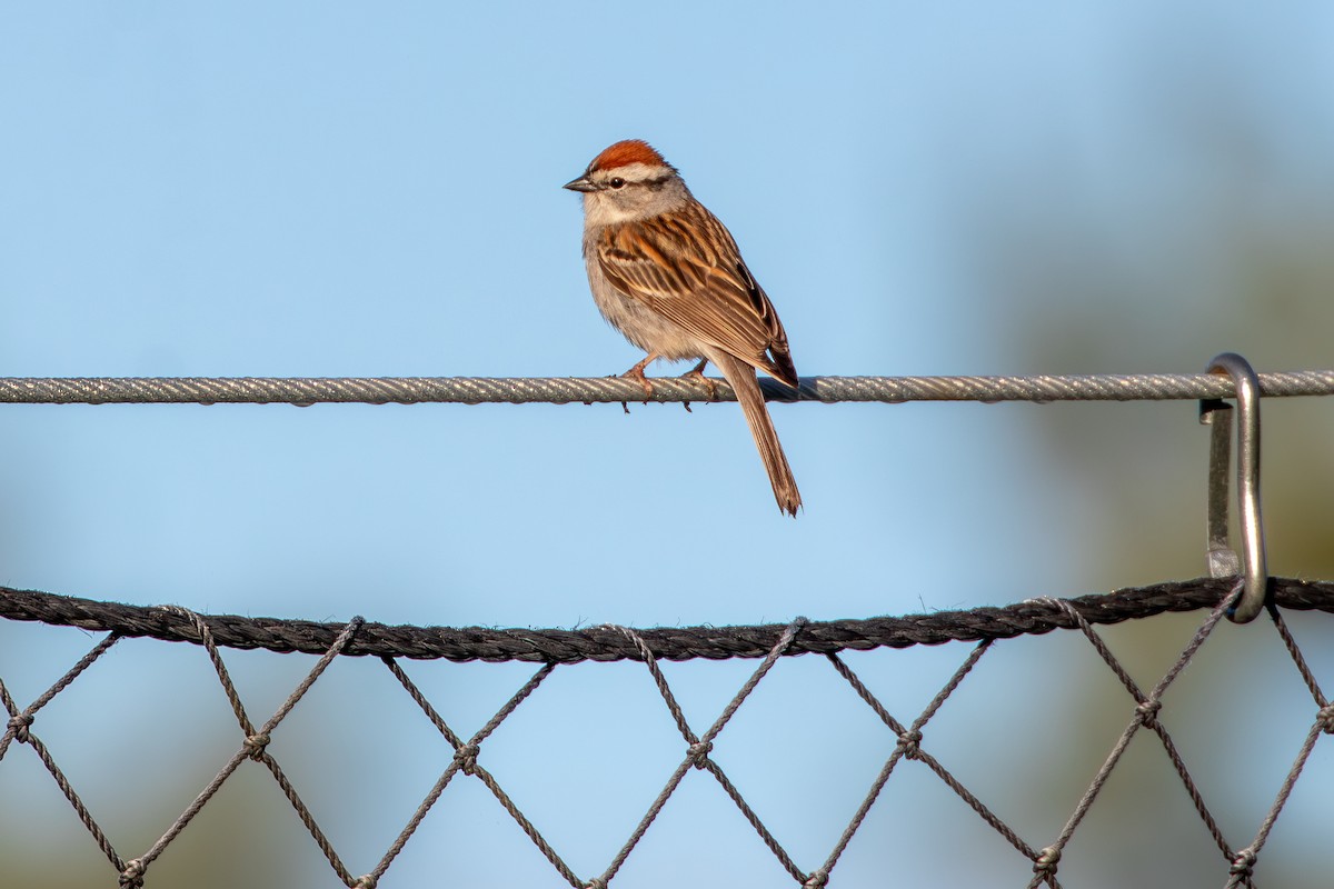 Chipping Sparrow - ML619892628