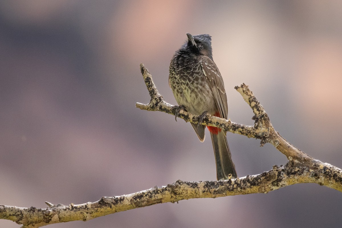 Red-vented Bulbul - ML619892629