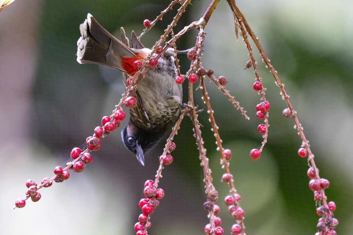 Red-vented Bulbul - ML619892636