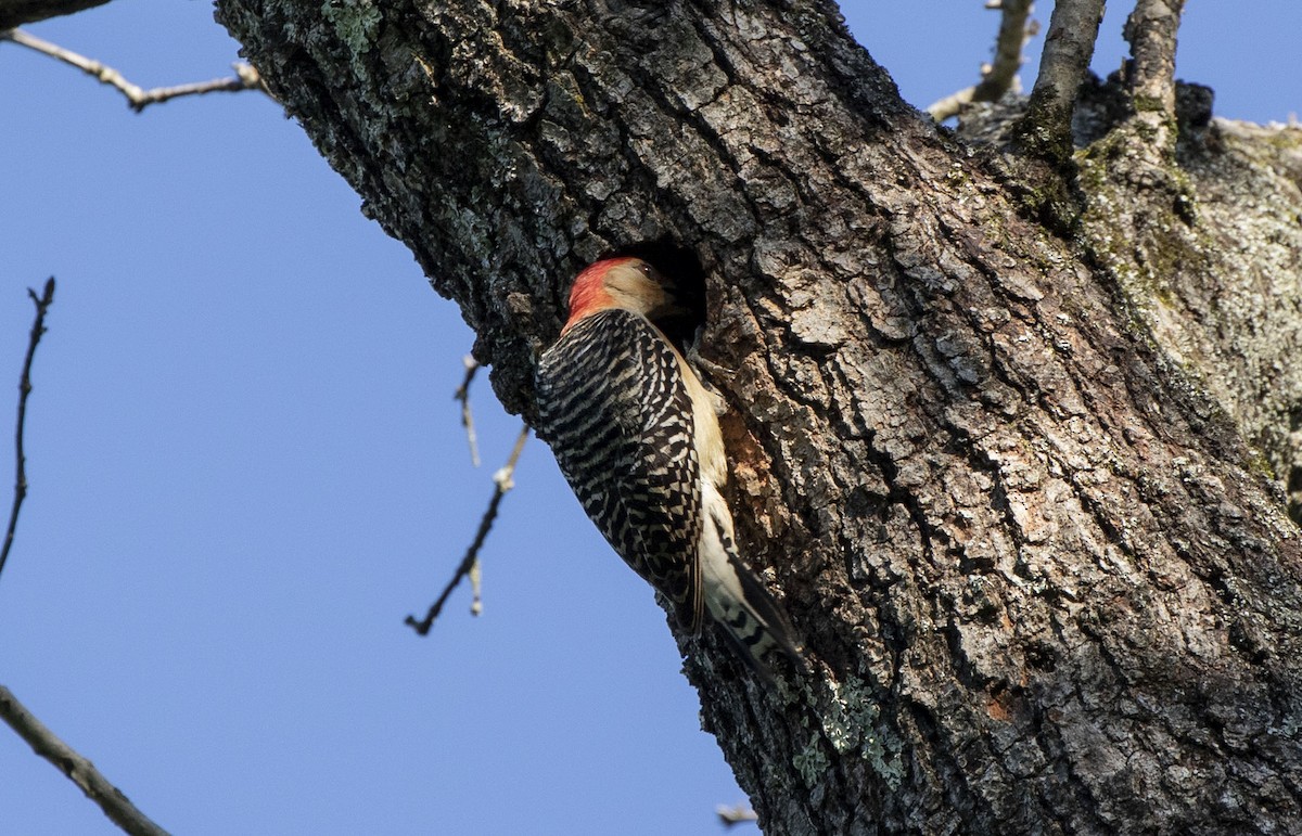 Red-bellied Woodpecker - ML619892645