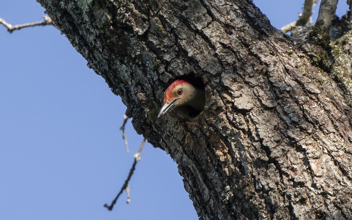 Red-bellied Woodpecker - ML619892653