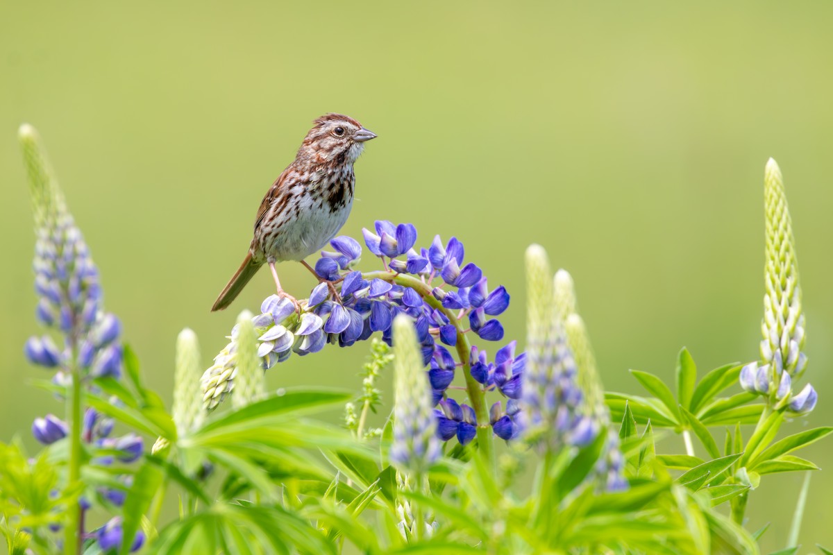 Song Sparrow - ML619892661