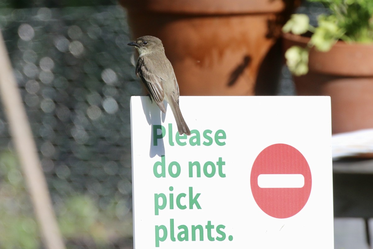 Eastern Phoebe - ML619892662