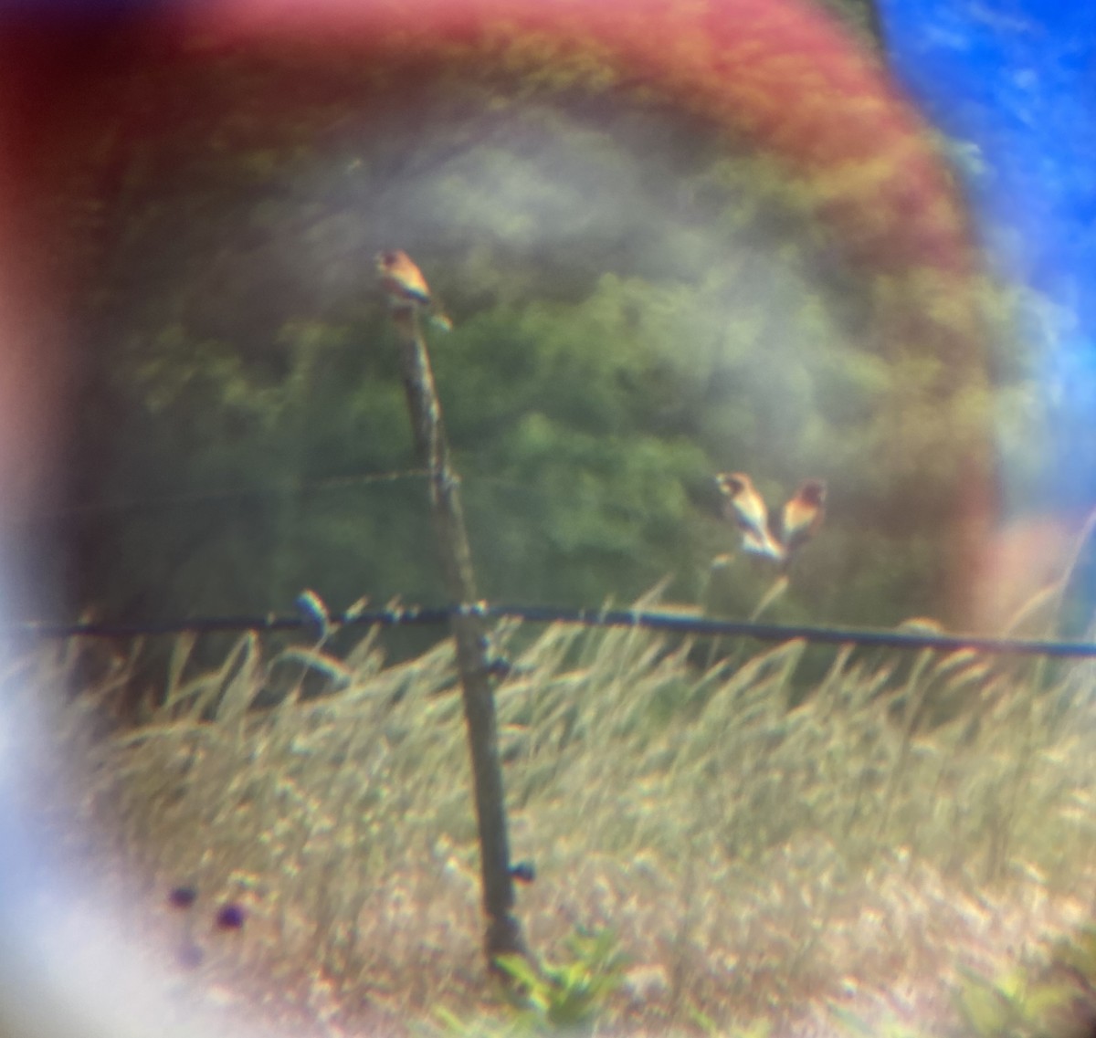 European Bee-eater - ML619892670