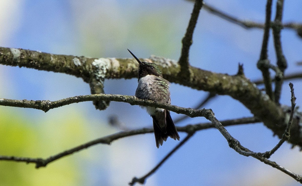 Ruby-throated Hummingbird - ML619892677