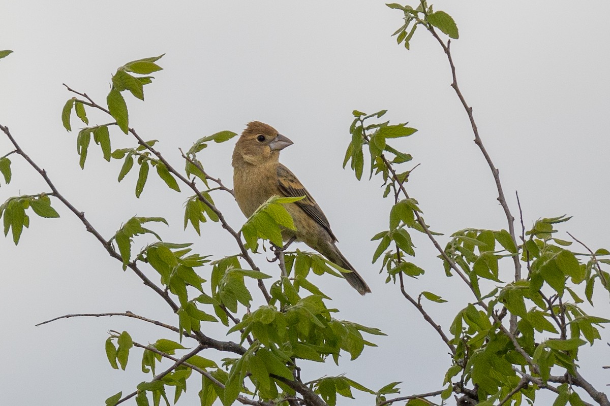 Blue Grosbeak - ML619892699