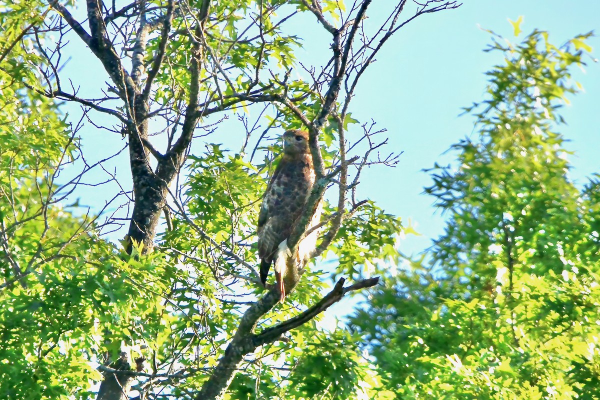 Red-tailed Hawk - ML619892708
