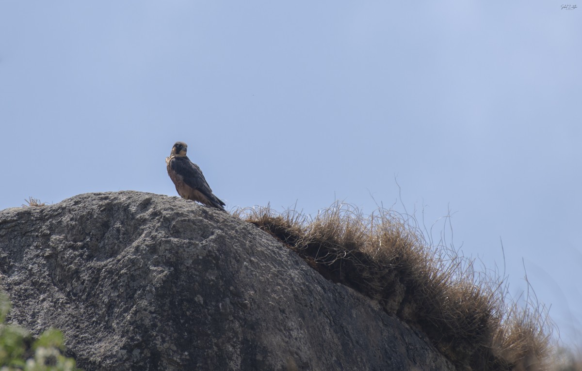 Peregrine Falcon - ML619892711