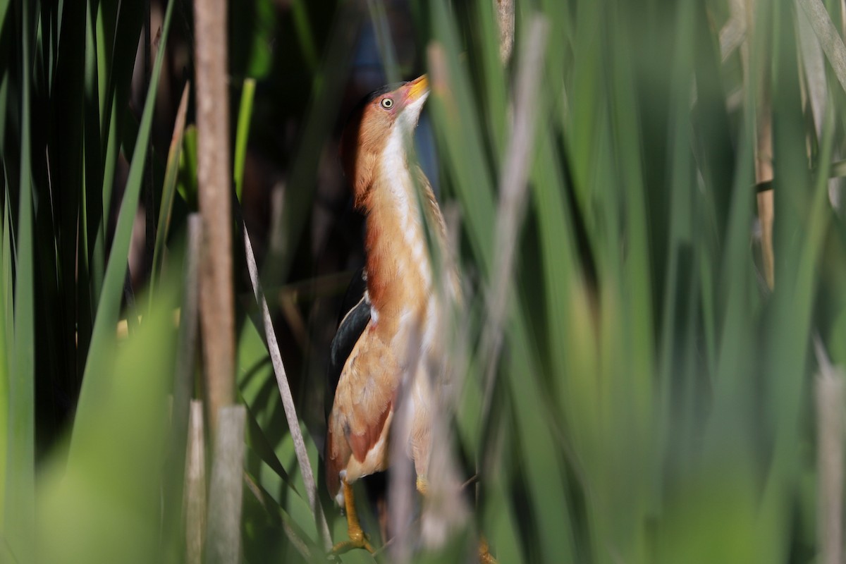 Least Bittern - ML619892712