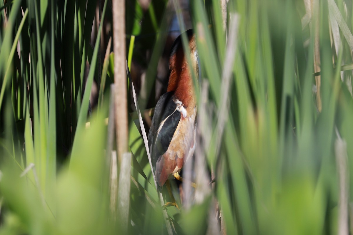 Least Bittern - ML619892713