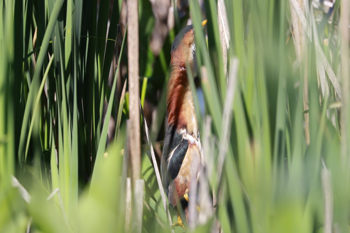 Least Bittern - ML619892714