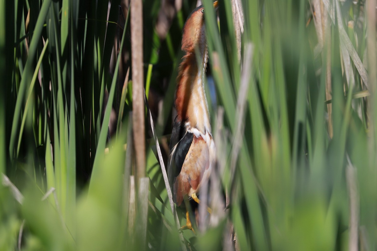 Least Bittern - ML619892715