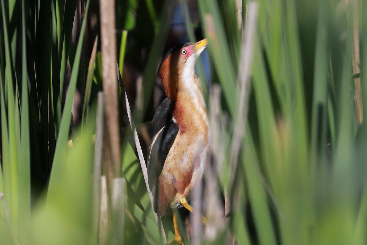 Least Bittern - ML619892716