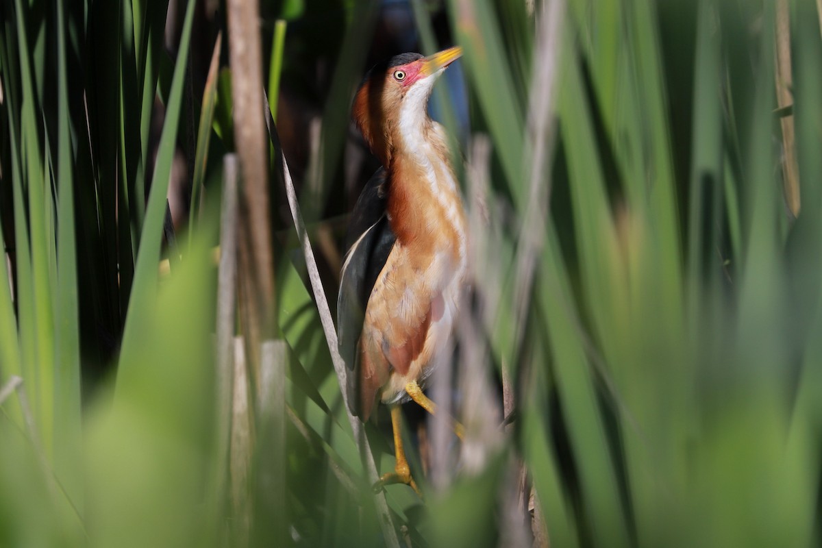 Least Bittern - ML619892717