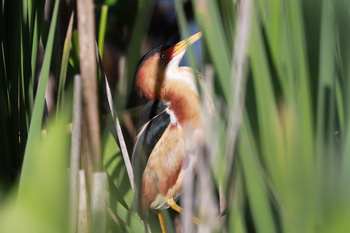 Least Bittern - ML619892718