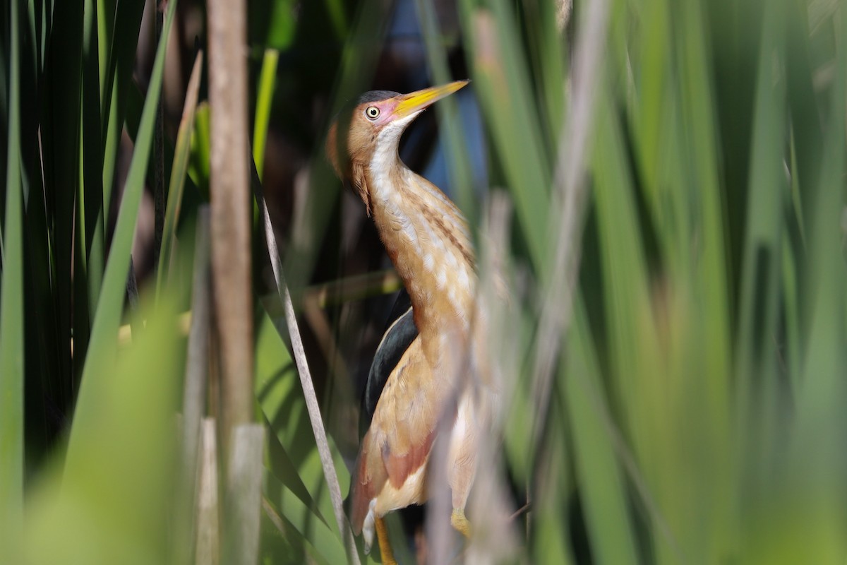 Least Bittern - ML619892719