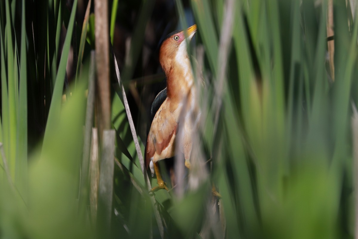 Least Bittern - ML619892720