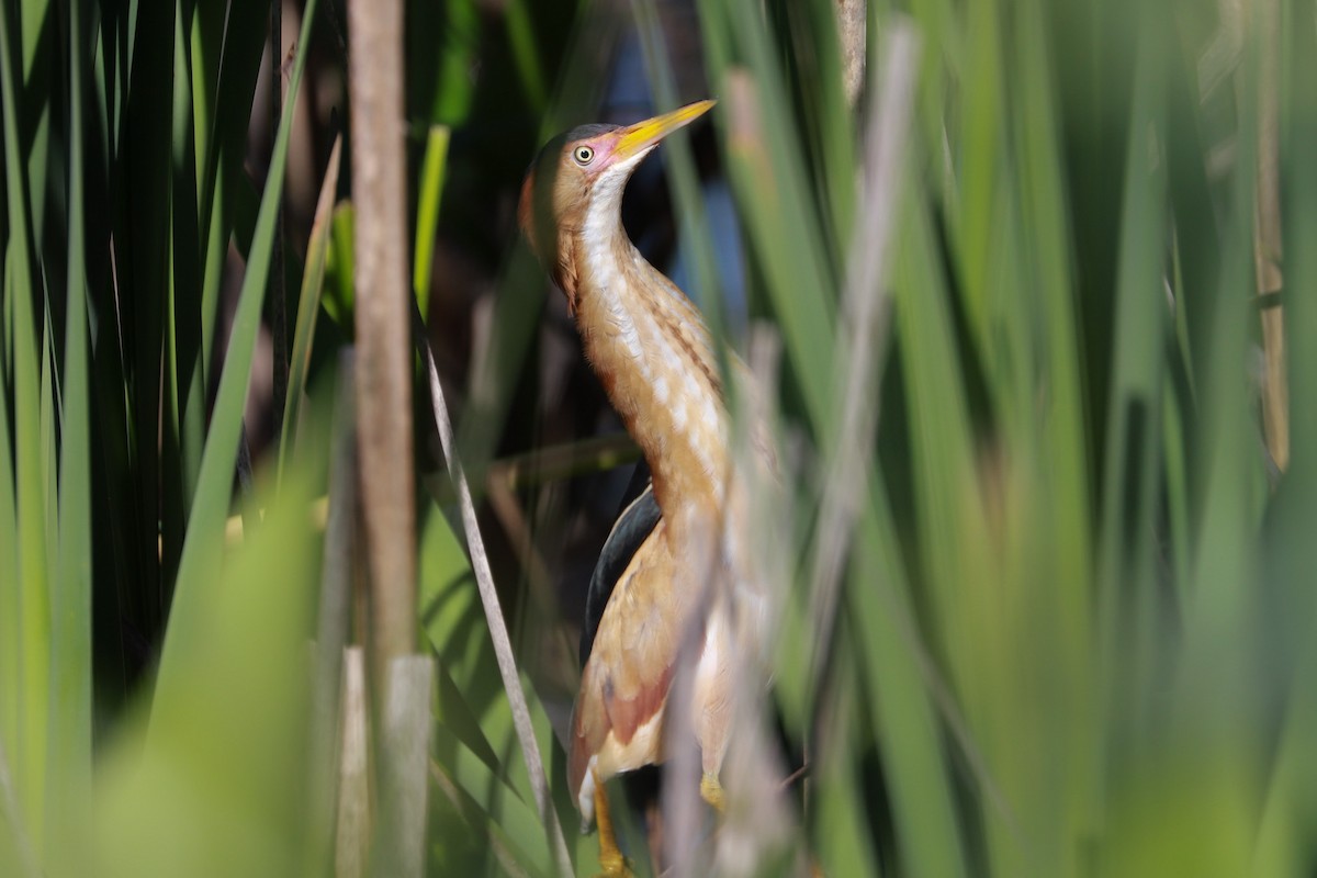 Least Bittern - ML619892721