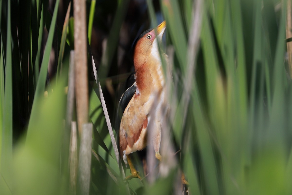 Least Bittern - ML619892722