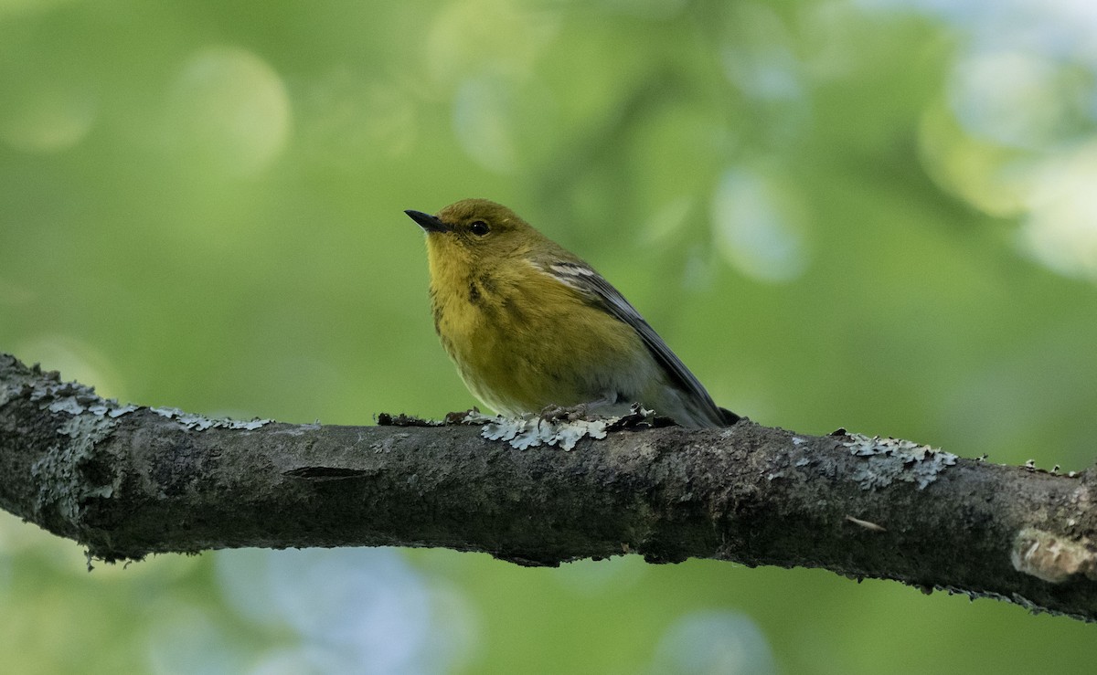 Pine Warbler - ML619892723