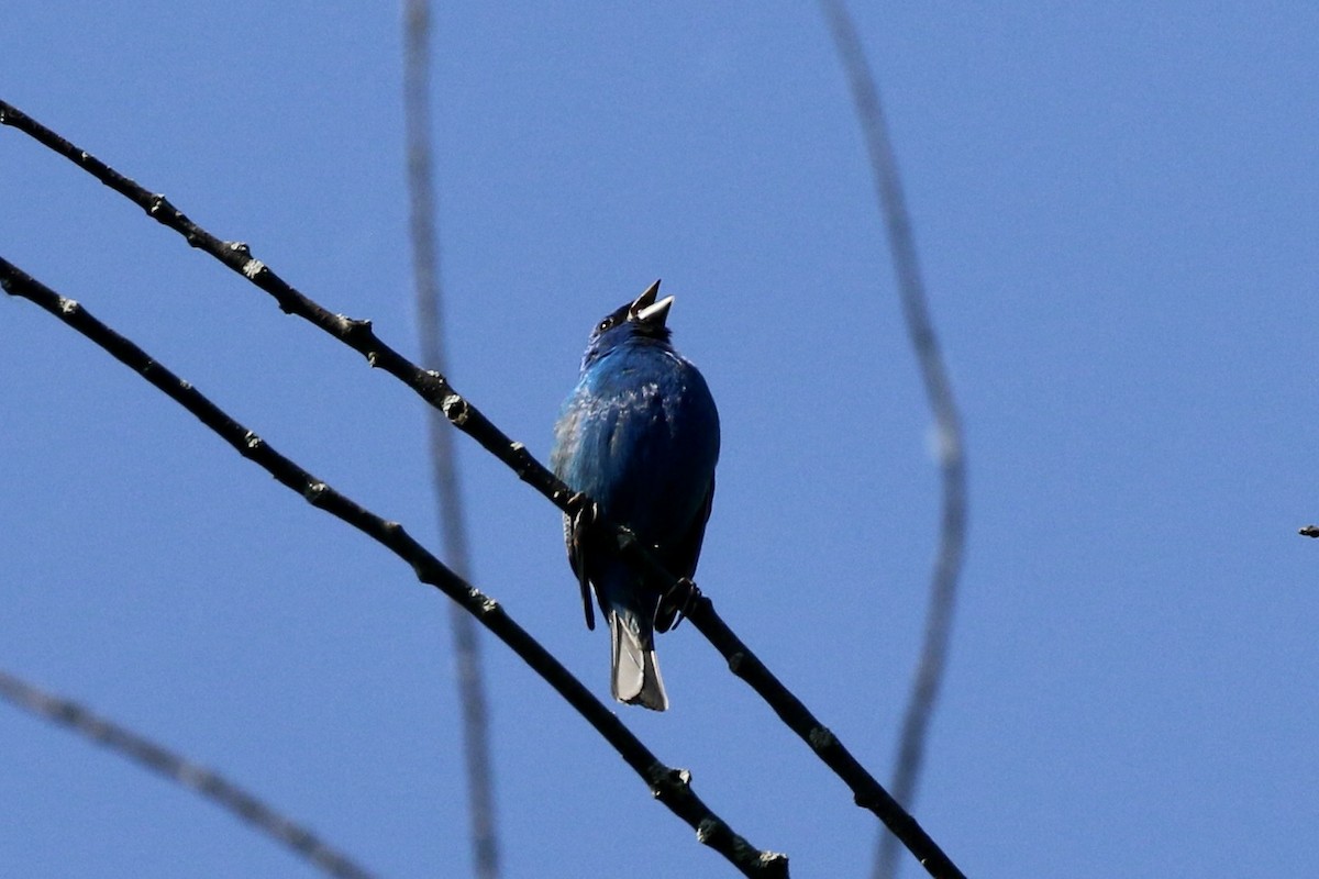 Passerin indigo - ML619892725