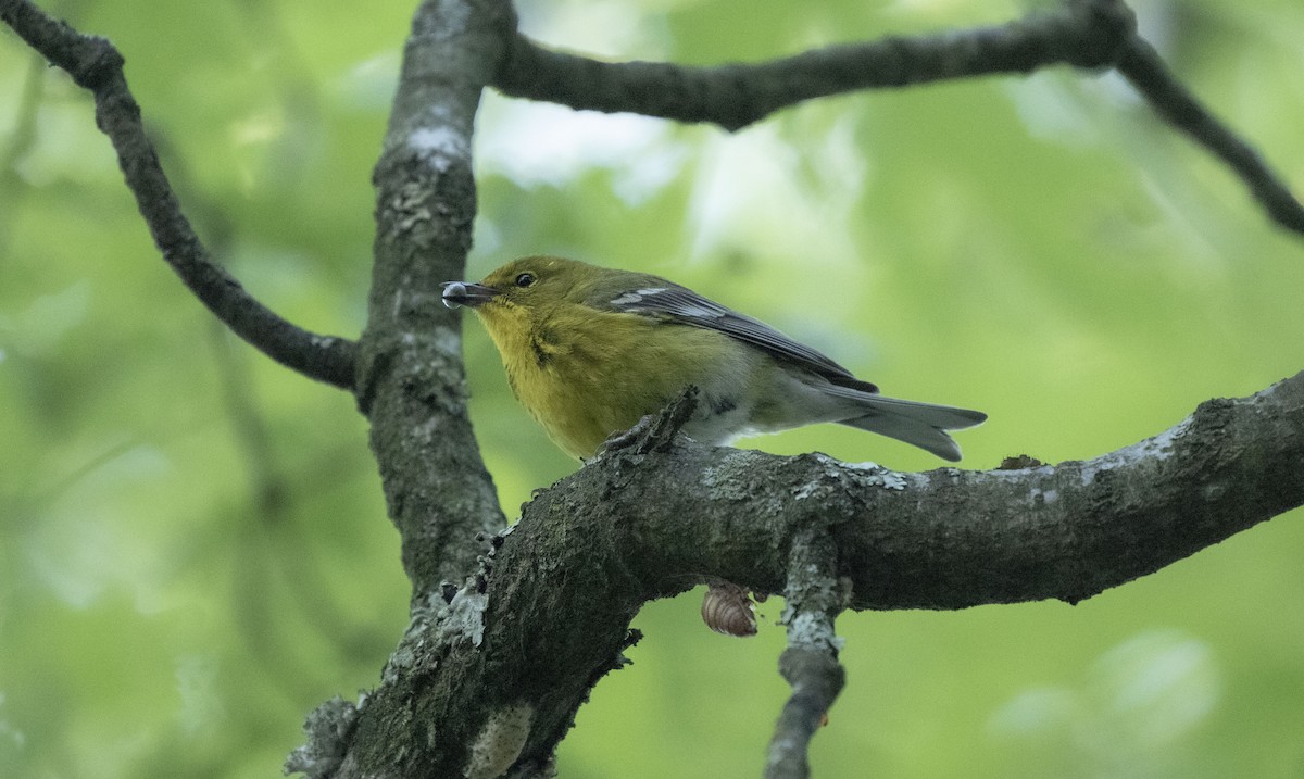 Pine Warbler - ML619892726