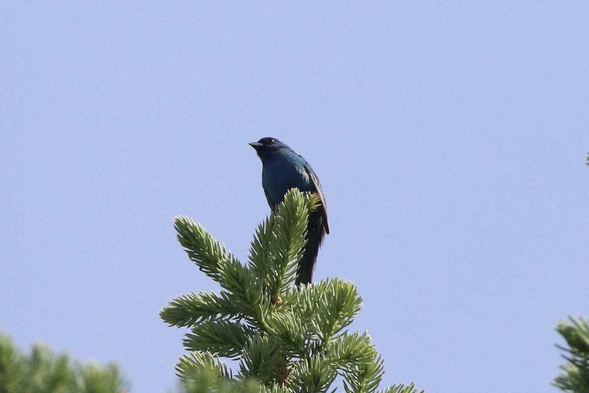 Indigo Bunting - ML619892733