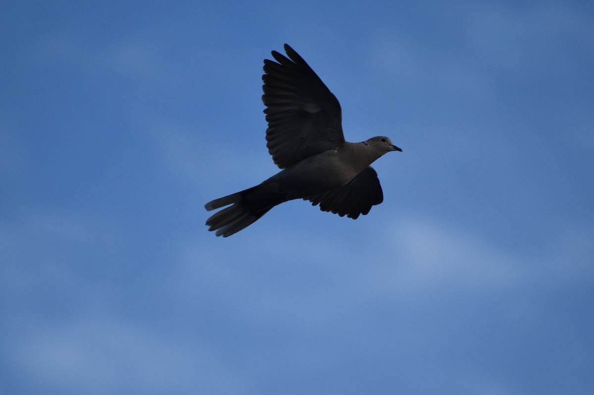 Eurasian Collared-Dove - ML619892737