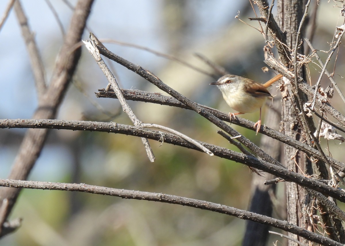 Rufescent Prinia - ML619892744