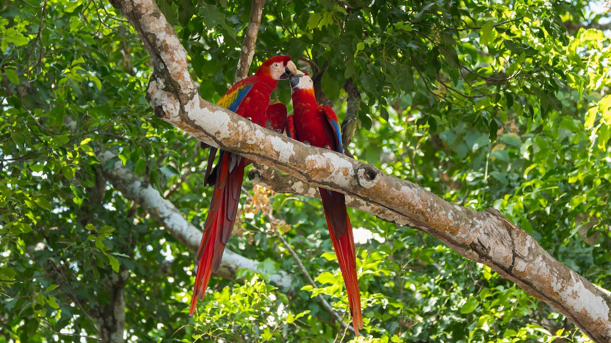 Scarlet Macaw - ML619892745