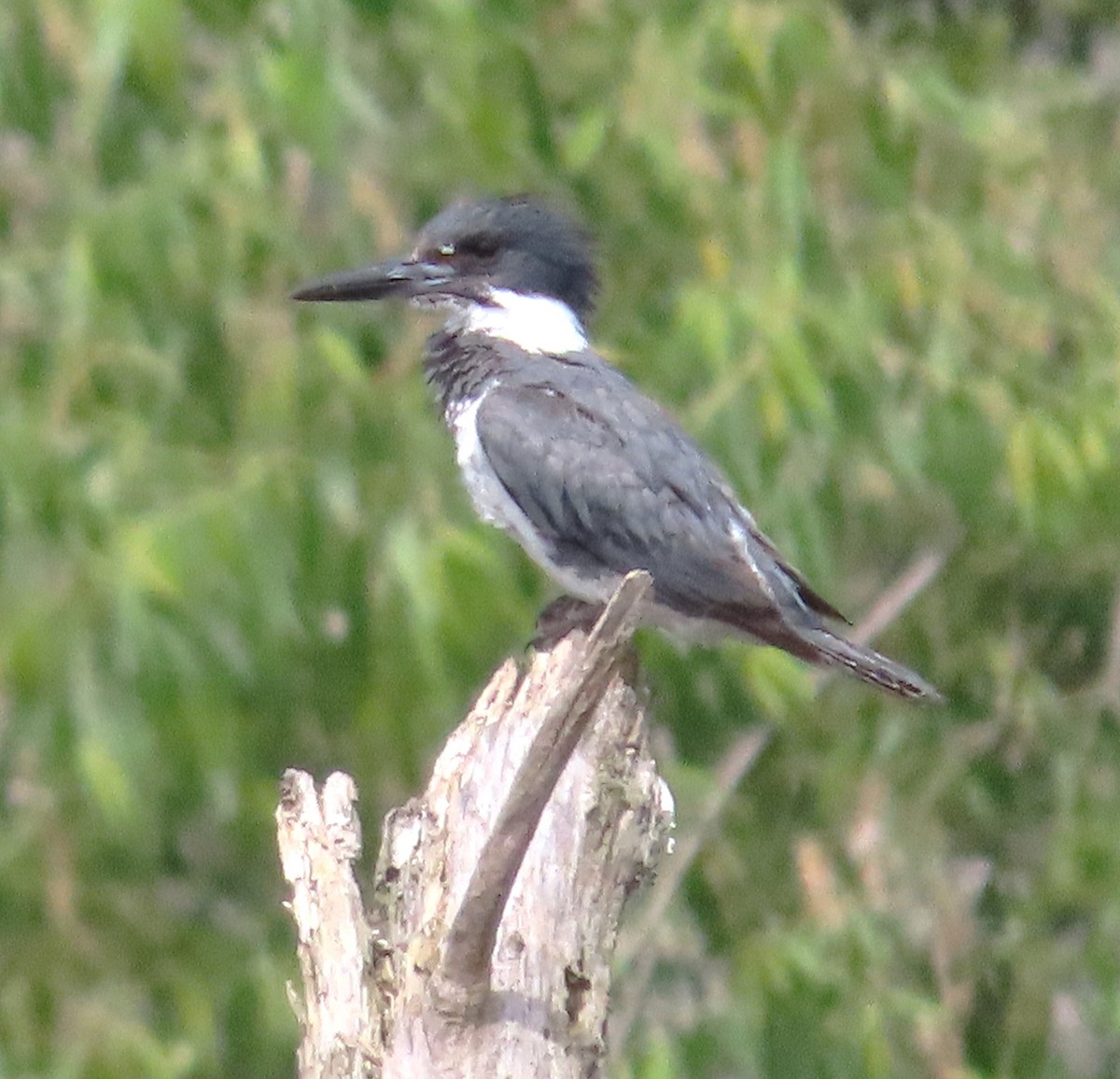 Belted Kingfisher - ML619892746