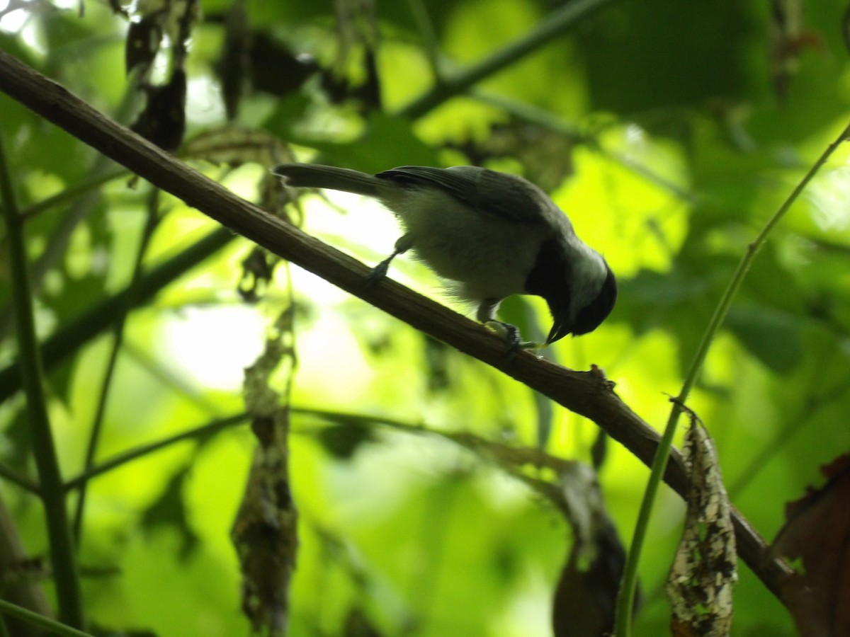 Carolina Chickadee - ML619892747