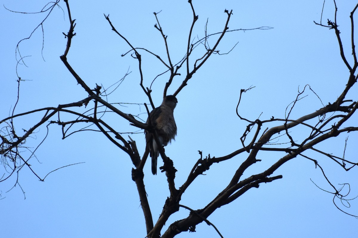 Cooper's Hawk - ML619892753