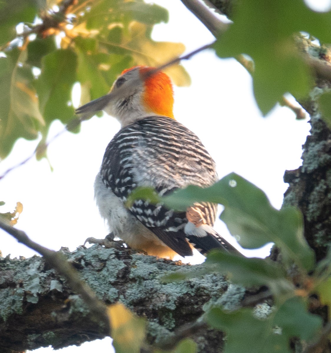 Golden-fronted Woodpecker - ML619892760