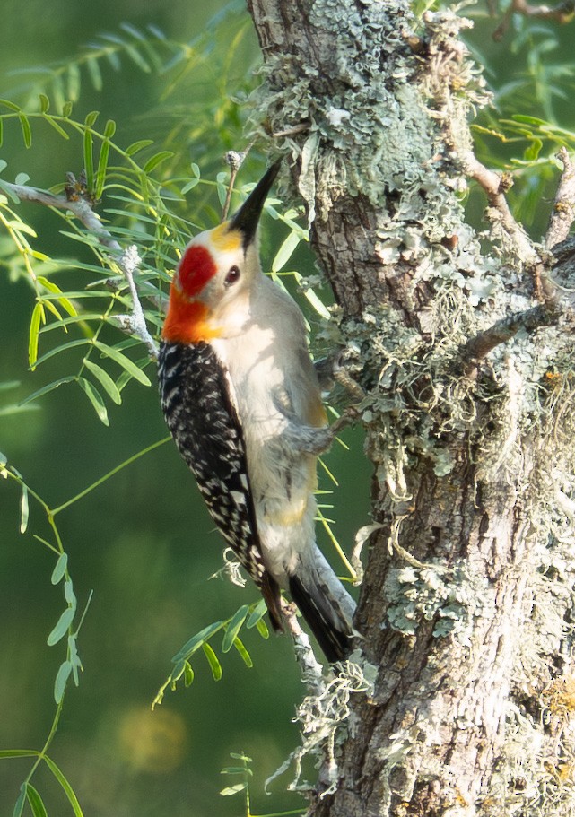 Golden-fronted Woodpecker - ML619892761