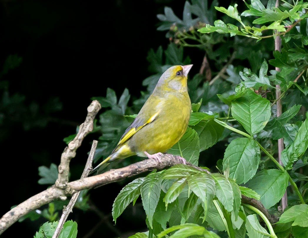 European Greenfinch - ML619892767