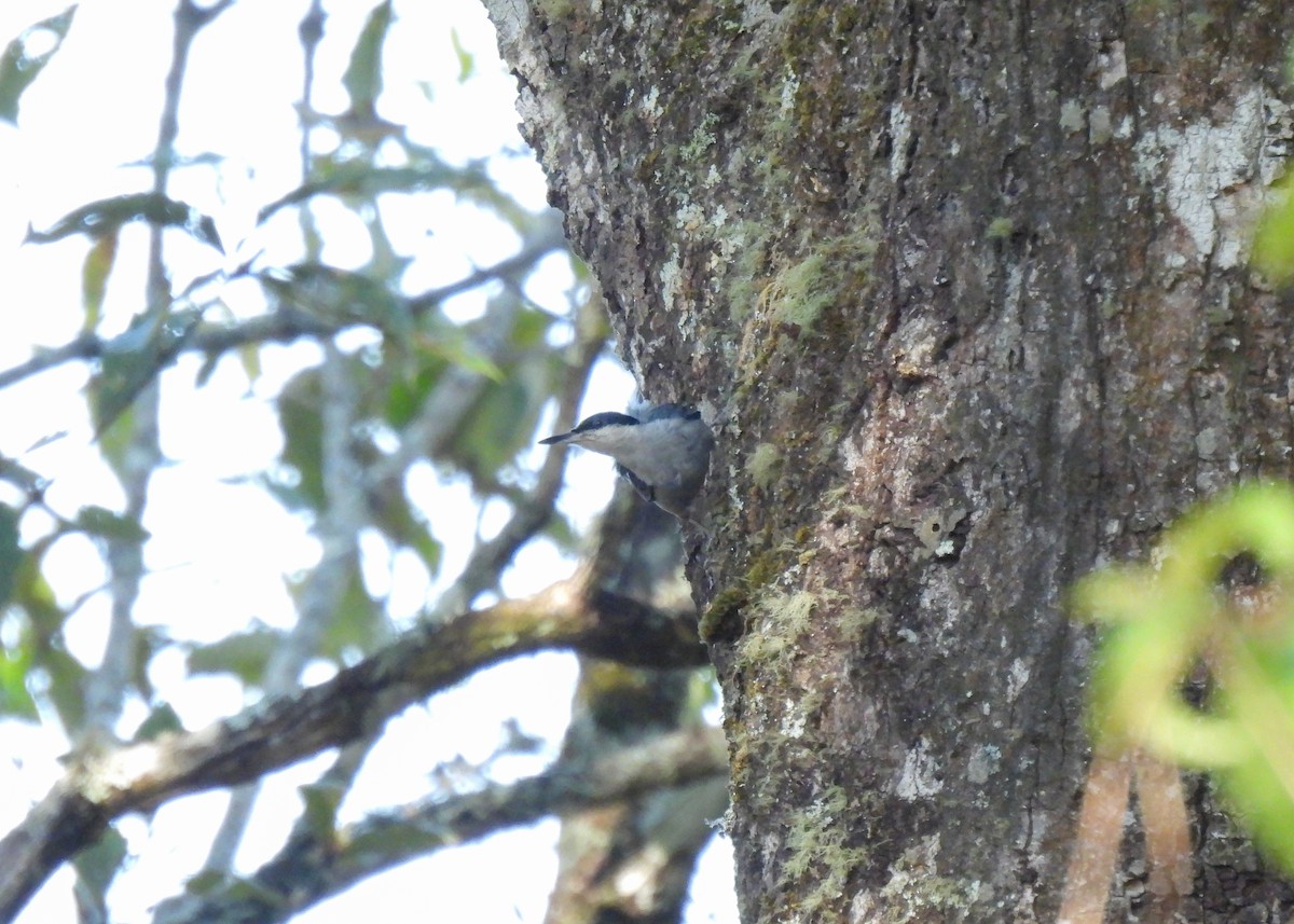 Giant Nuthatch - ML619892778