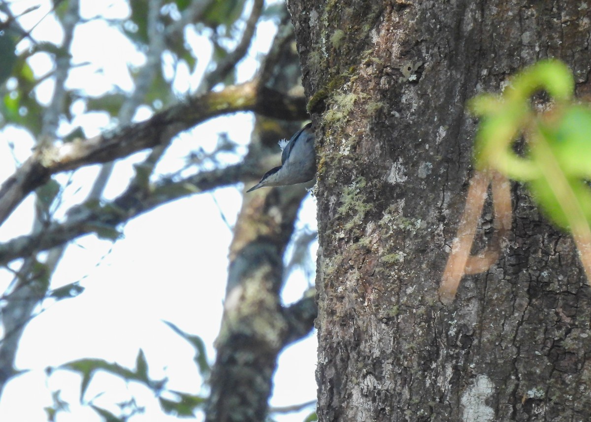 Giant Nuthatch - ML619892779