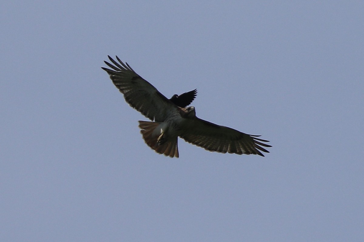 Red-tailed Hawk - ML619892781