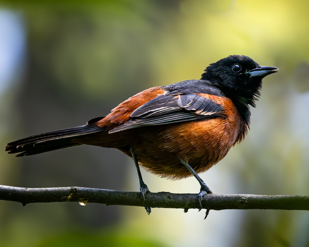 Orchard Oriole - ML619892784