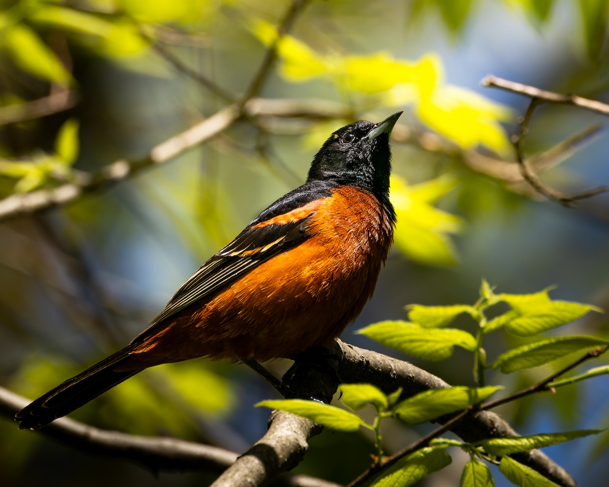 Orchard Oriole - ML619892786