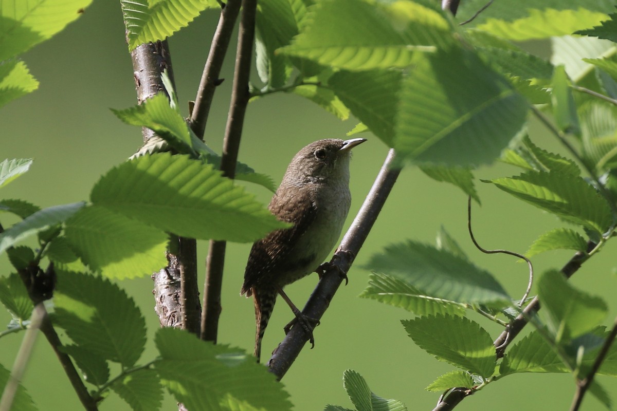 House Wren - ML619892791