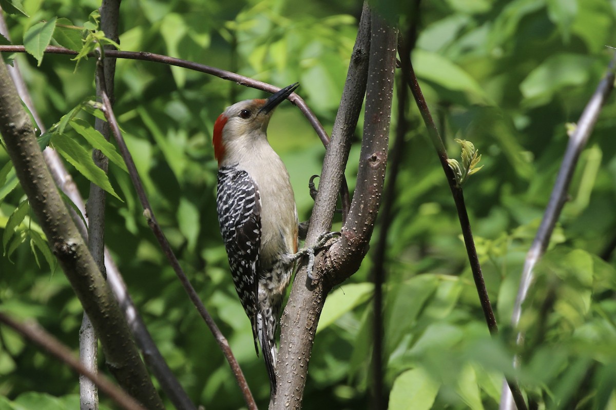 Red-bellied Woodpecker - ML619892807