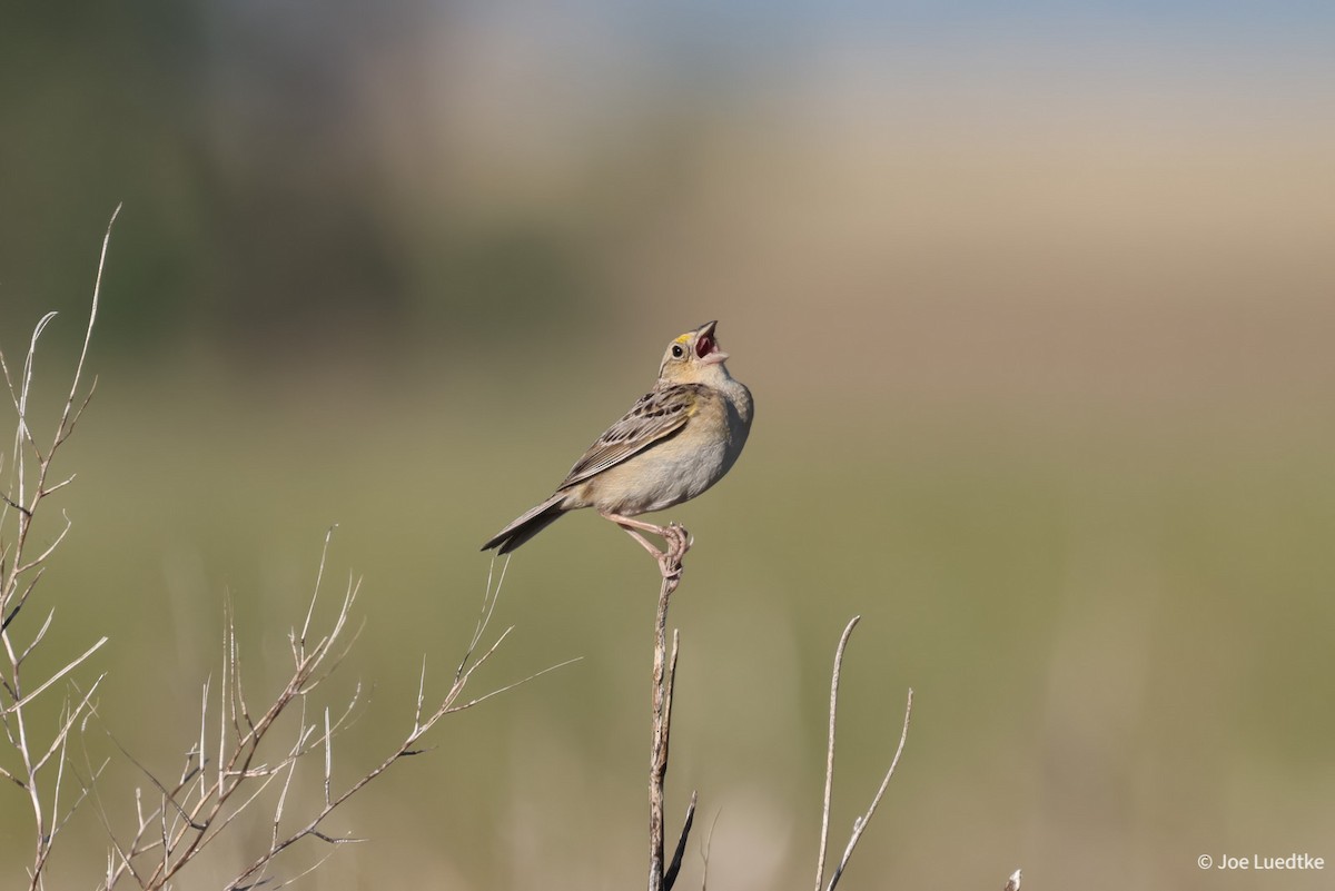 Grasshopper Sparrow - ML619892808
