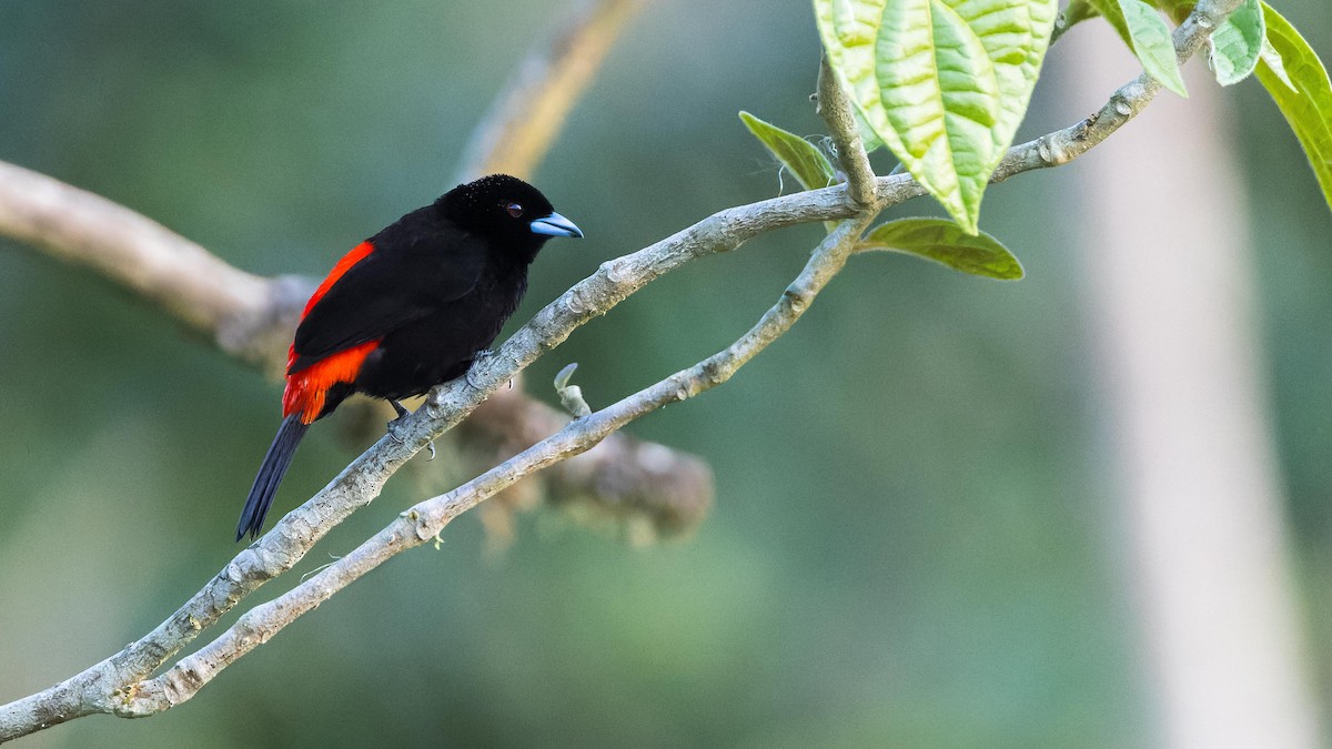 Scarlet-rumped Tanager - John Andersen