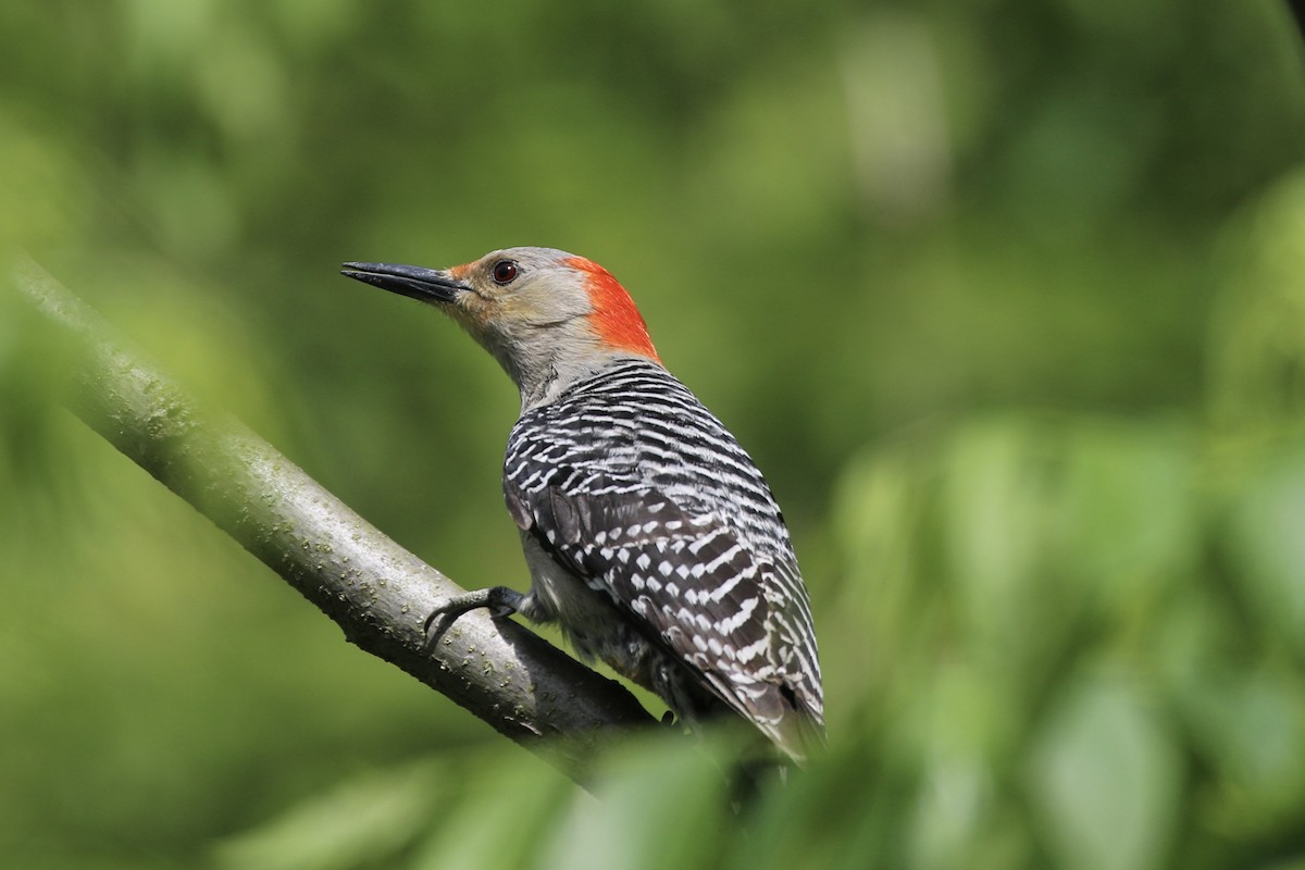 Red-bellied Woodpecker - ML619892824