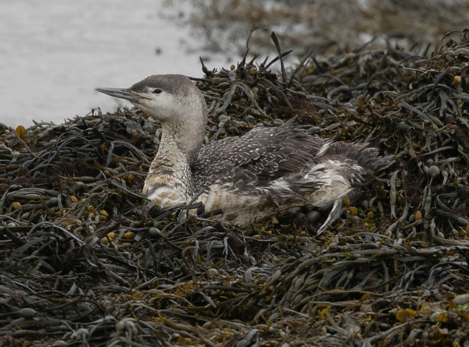 Red-throated Loon - ML619892832