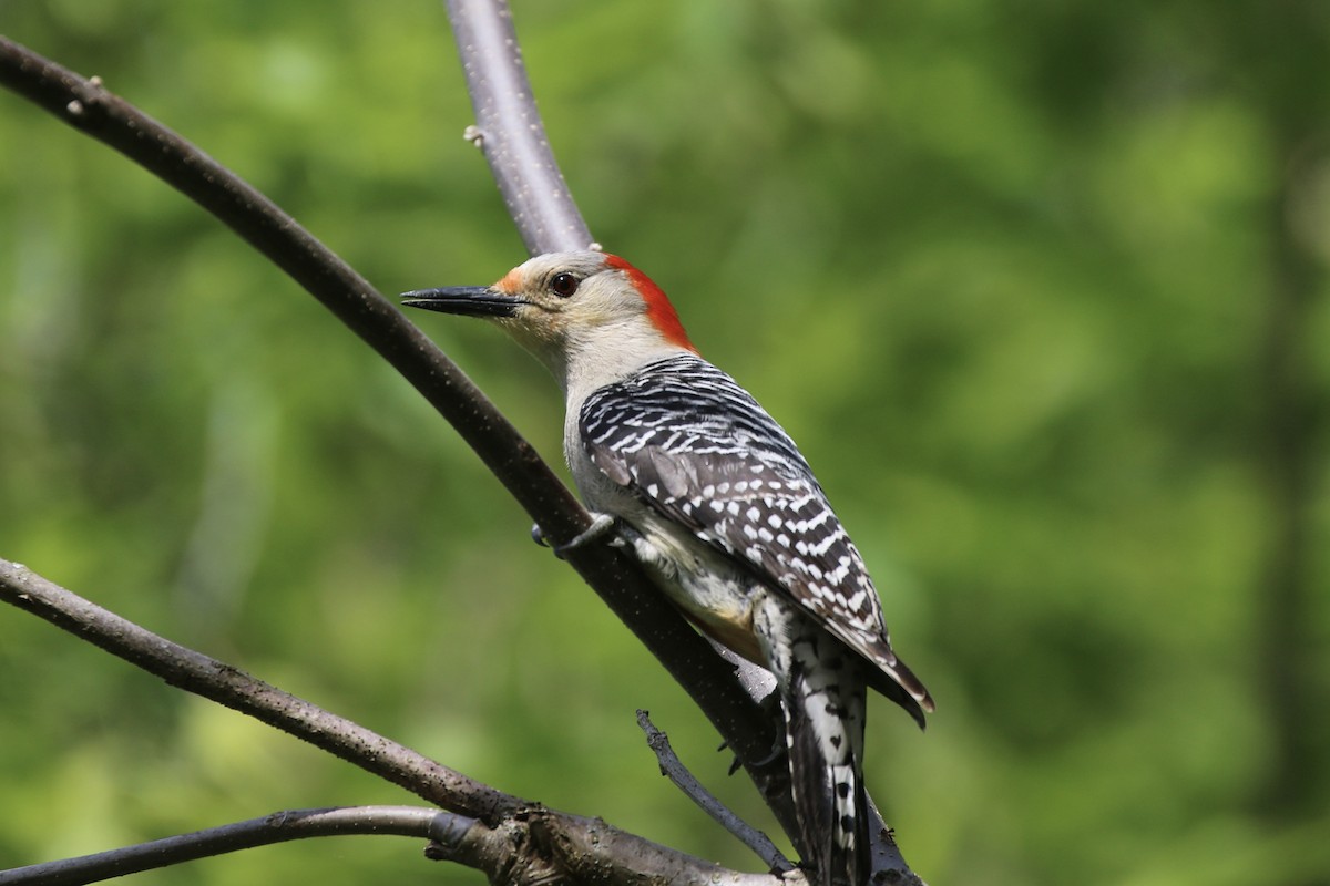 Red-bellied Woodpecker - ML619892833